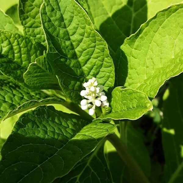 Phytolacca acinosa Цветок