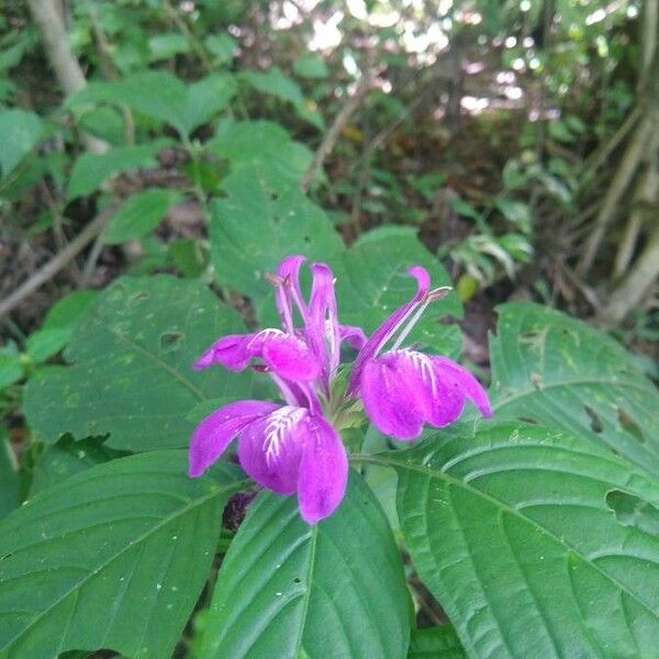 Justicia carthaginensis Flor