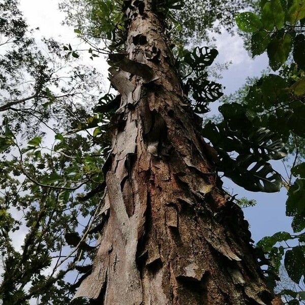 Albizia carbonaria عادت