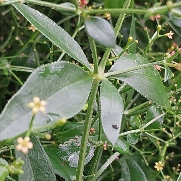 Rubia tinctorum Leaf