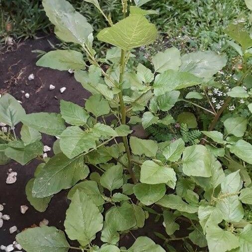 Amaranthus tortuosus पत्ता