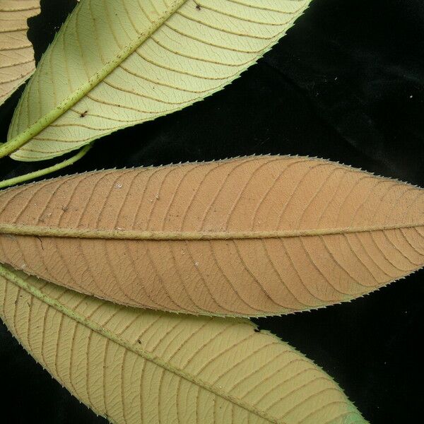 Saurauia napaulensis Leaf
