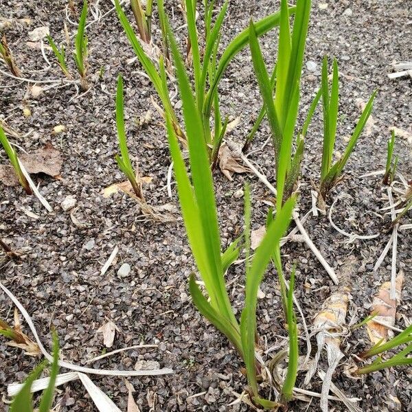 Acorus calamus Blatt