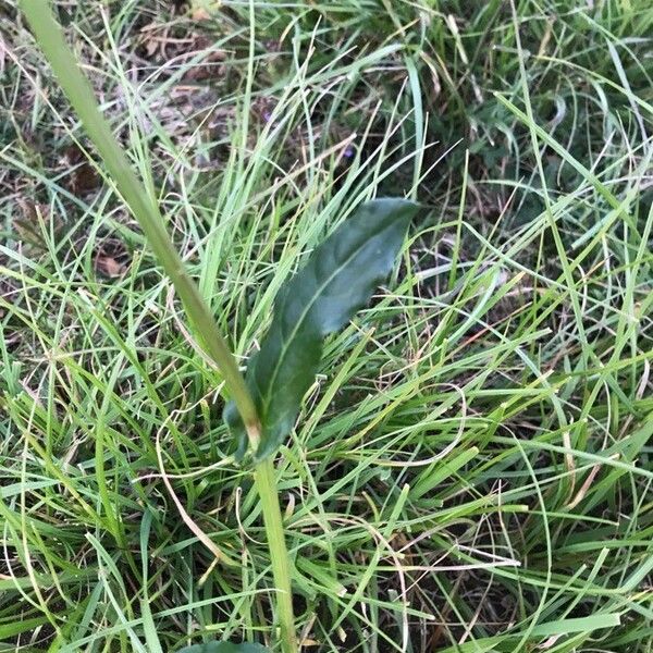 Rumex acetosa Liść