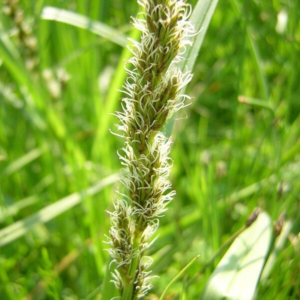 Carex vulpina Λουλούδι