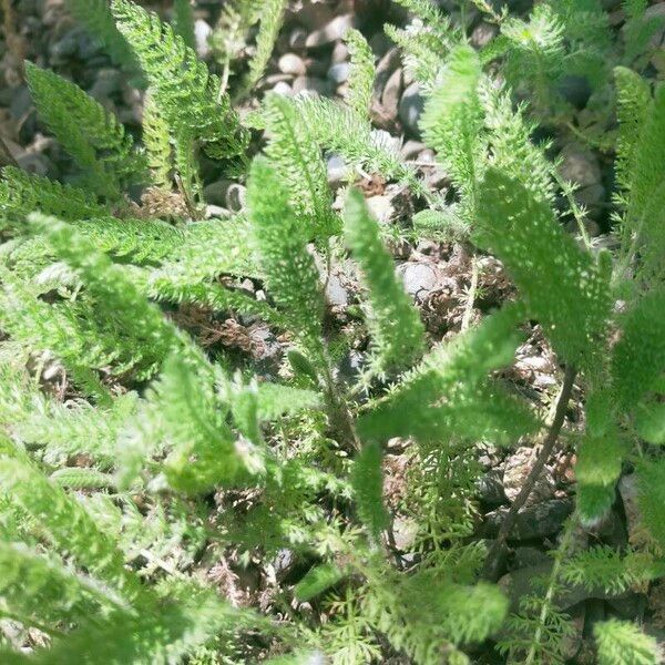 Achillea crithmifolia Leaf