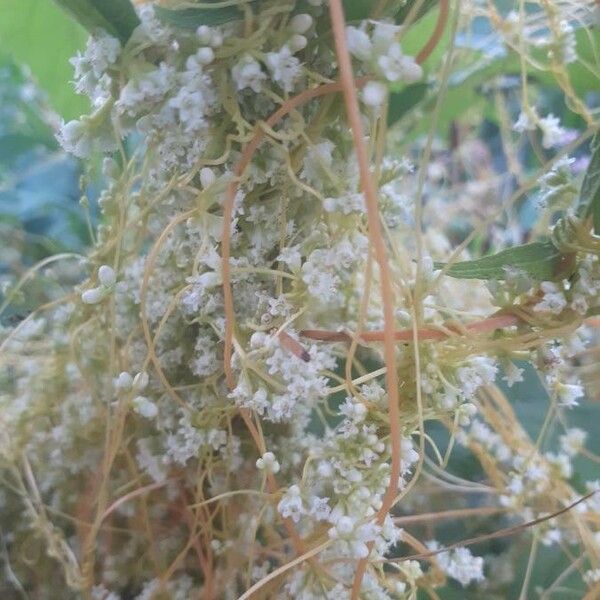 Cuscuta indecora 花