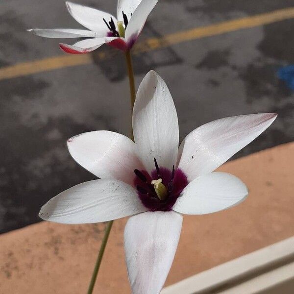 Tulipa clusiana फूल