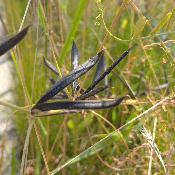 Vicia sativa Fruit