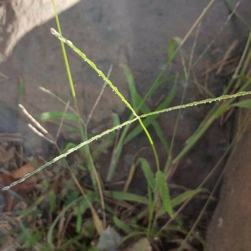 Digitaria ciliaris Leaf