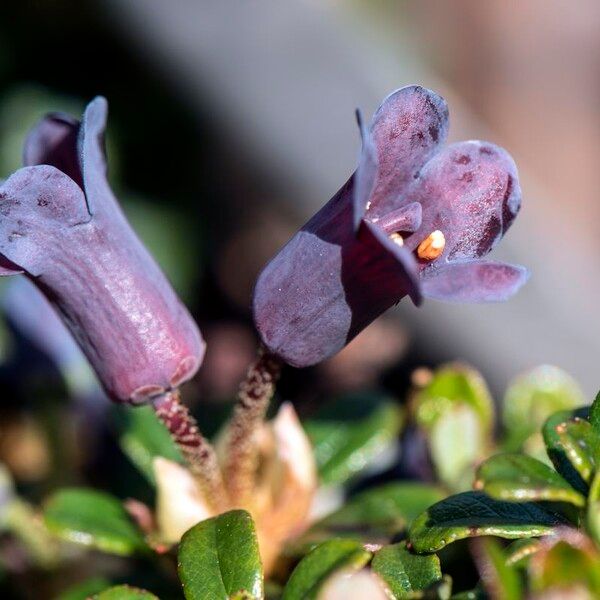 Rhododendron campylogynum (Bent-style rhododendron)