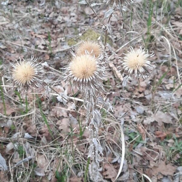 Carlina vulgaris Flower