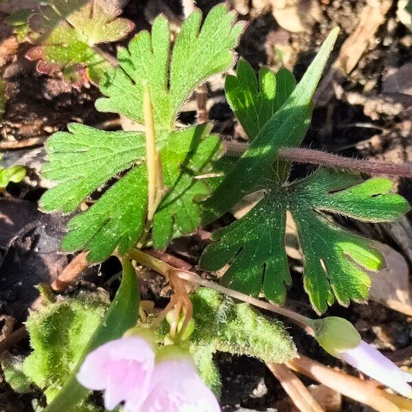 Geranium carolinianum Кветка