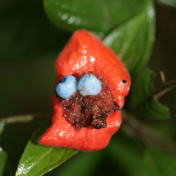 Psychotria poeppigiana Fruit