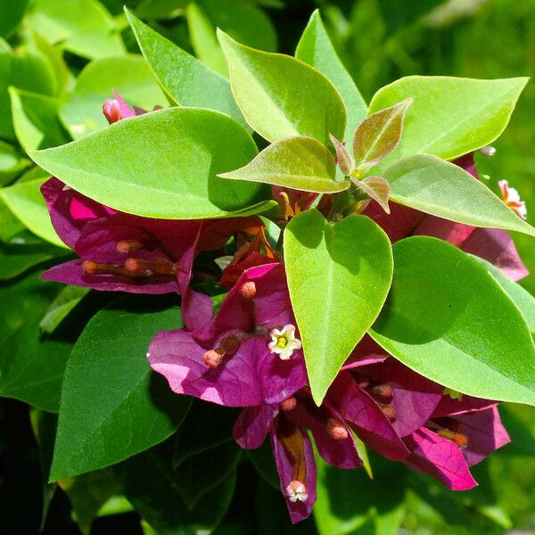 Bougainvillea glabra Folio