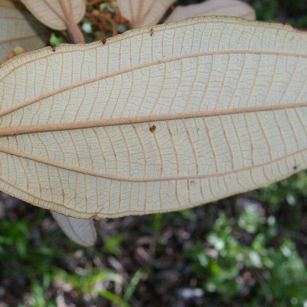 Miconia albicans Leaf