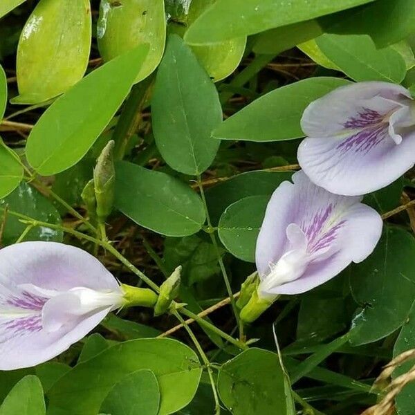 Clitoria mariana Çiçek