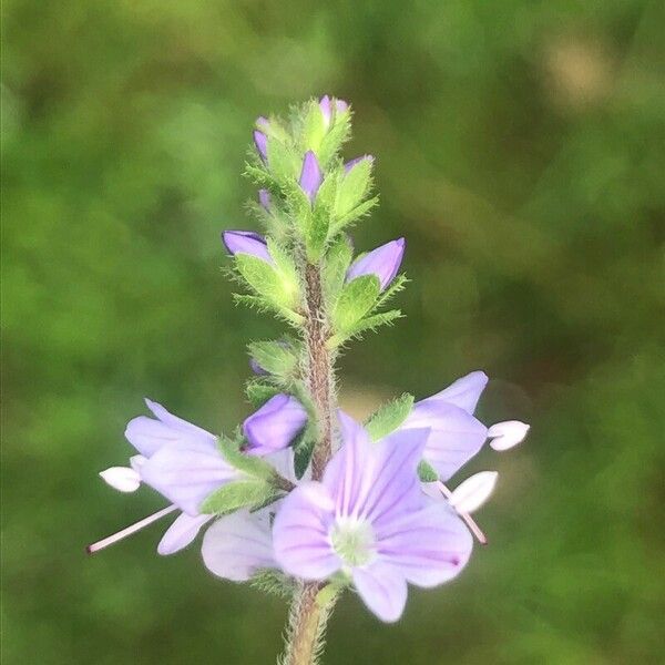 Veronica officinalis Fleur