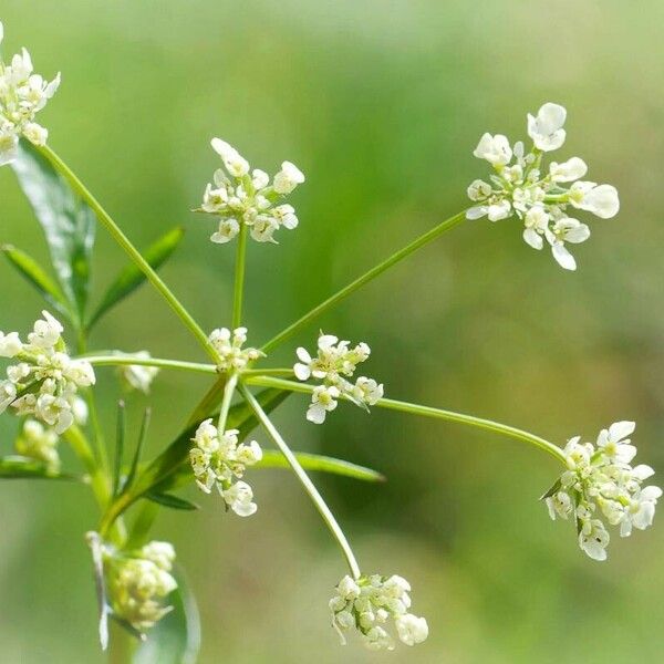 Chaerophyllum bulbosum Fleur