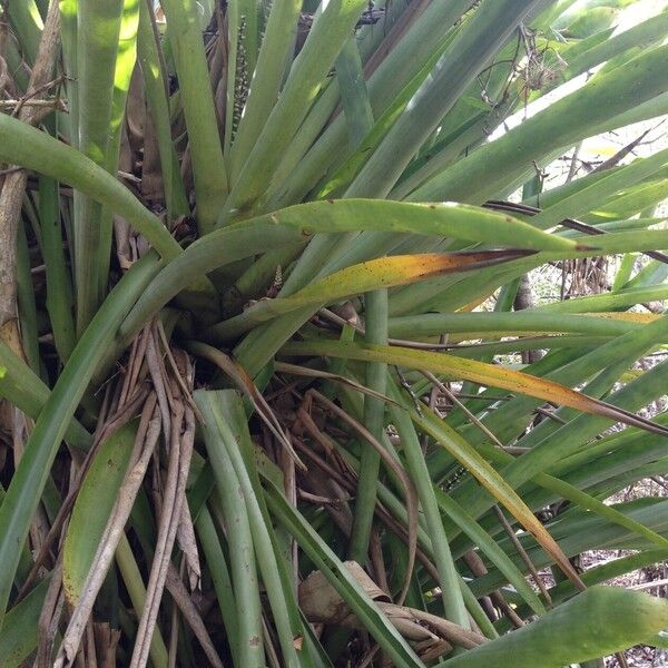 Bromelia karatas Hàbitat