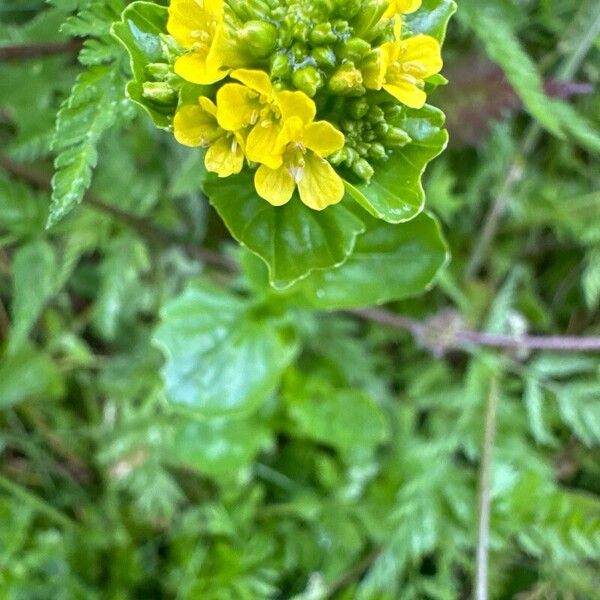 Barbarea vulgaris عادت