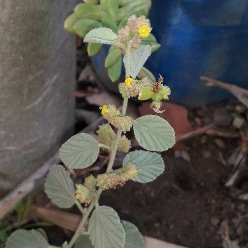 Waltheria indica Folha