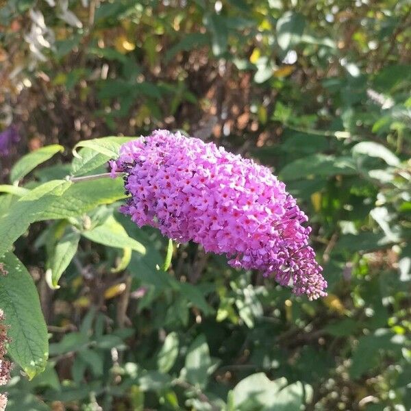 Buddleja davidii Кветка