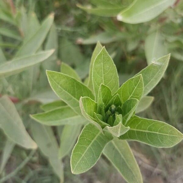 Oenothera villosa Foglia