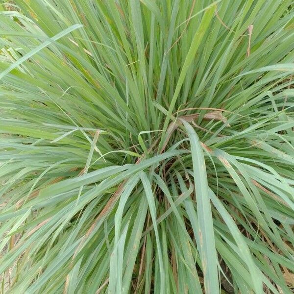 Cymbopogon citratus Leaf