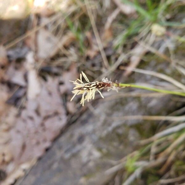 Carex pensylvanica പുഷ്പം