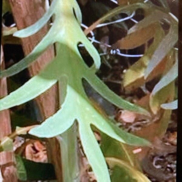 Bocconia arborea Leaf