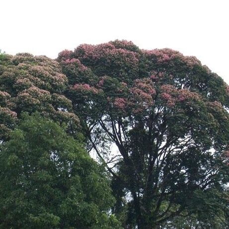 Qualea polychroma