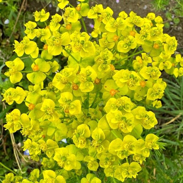Euphorbia cyparissias Цветок