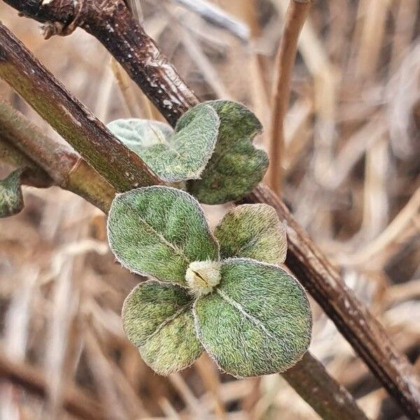 Sericocomopsis hildebrandtii برگ