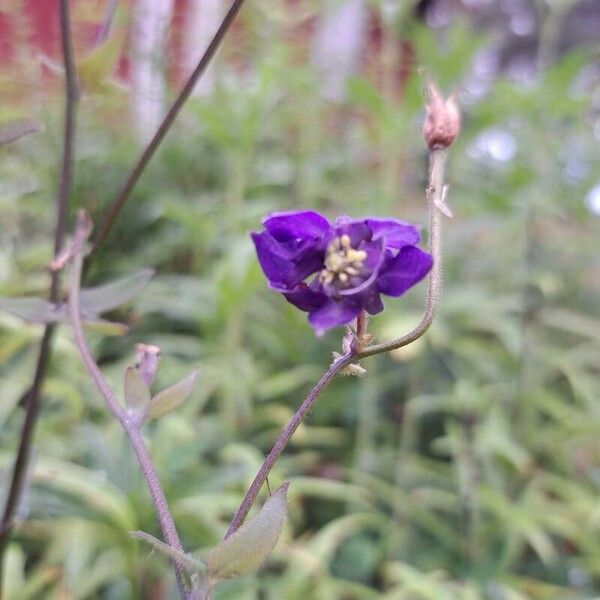 Aconitum columbianum Blomst