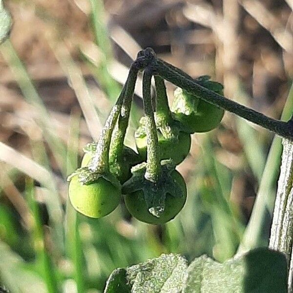 Solanum villosum Fruit