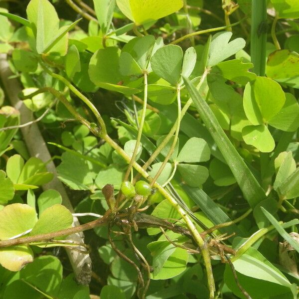 Marsilea minuta Frukt