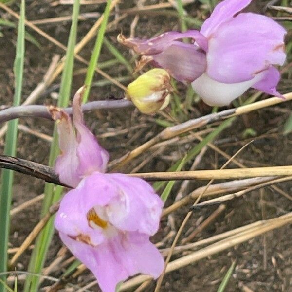 Bletia purpurea Кветка