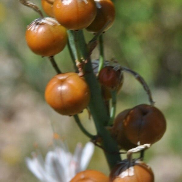 Asphodelus cerasiferus Fruit