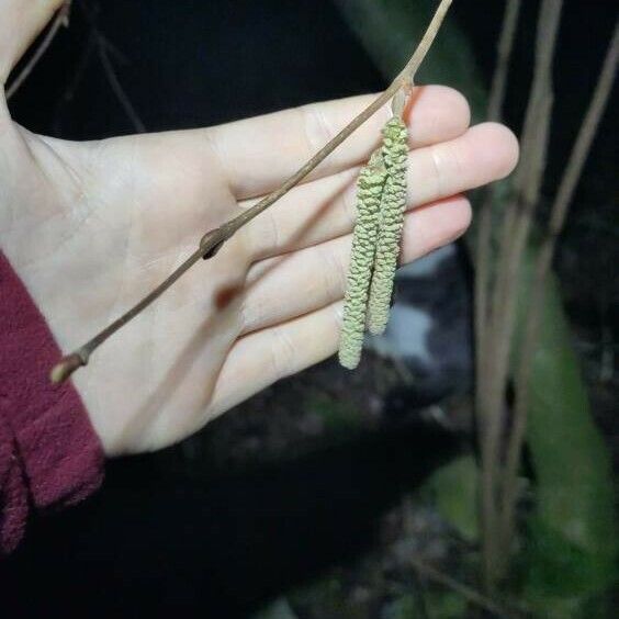 Corylus avellana Écorce