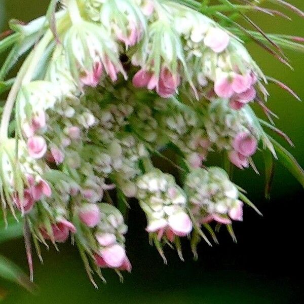 Daucus carota Arall