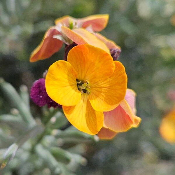 Erysimum × cheiri Blodyn