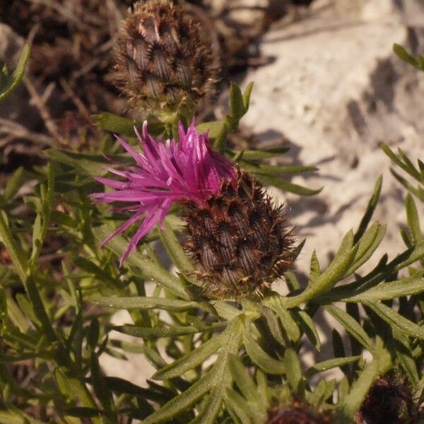 Centaurea corymbosa Flower