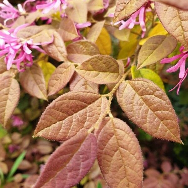 Loropetalum chinense Leaf