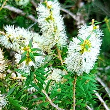 Melaleuca lanceolata Fiore