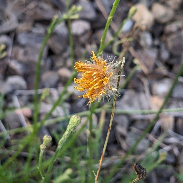 Scorzoneroides autumnalis Blüte