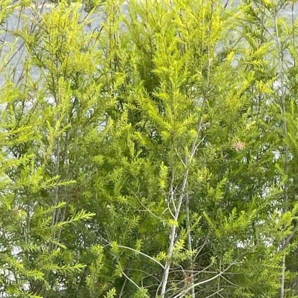 Melaleuca bracteata Lapas