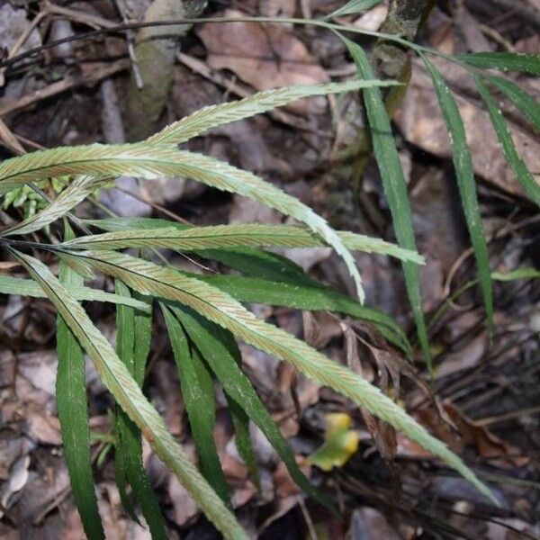 Asplenium vieillardii عادت