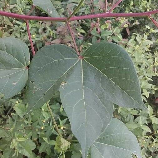 Gossypium herbaceum Leaf