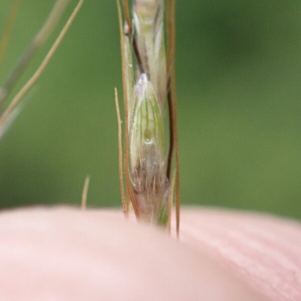 Bothriochloa bladhii 花